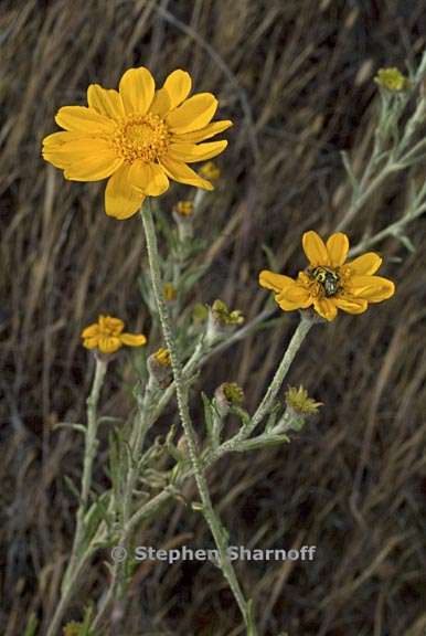 eriophyllum lanatum var achilleoides 1 graphic